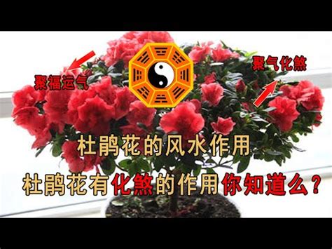 杜鵑 風水|家中杜鵑風水大解密